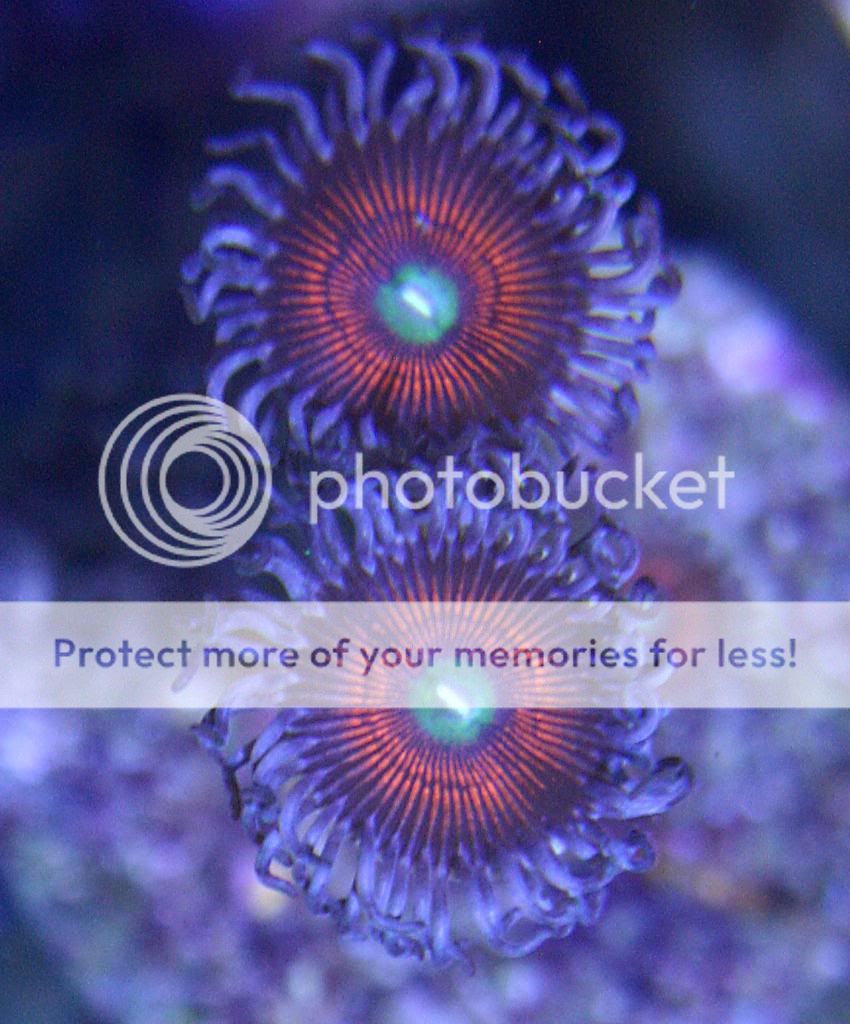 Zoanthid Pictures (picture heavy) Reef Central Online Community